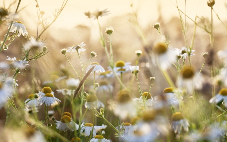 Camomile flowers
